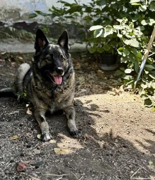 Loyal Pet Resting in Yard Stock Photos