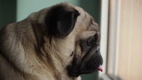 Loyal sad pug dog looking out the window. Waiting for owner to come home Stock-Footage 100158342
