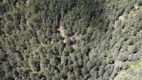 The lozerian forest Stock Footage 247074780