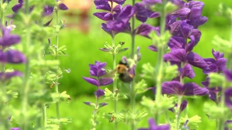 LP Bees 01 Stock Footage 21427953