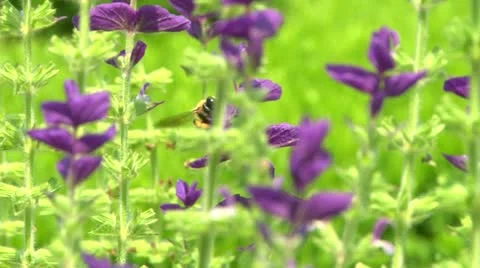 LP Bees 02 Stock Footage 21427998