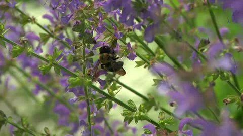 LP Bees 04 Video stock 21428014