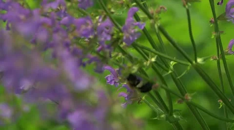 LP Bees 05 Vídeos de archivo 21427947