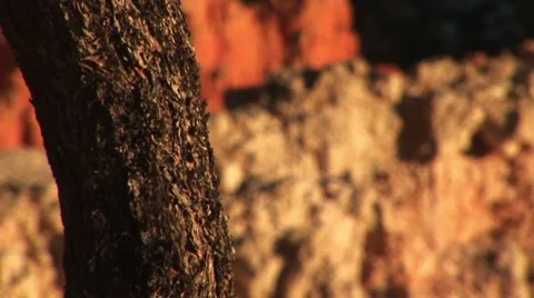 LP-Bryce-224 Stock Footage 8523537