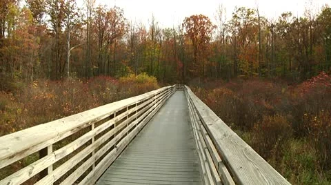 LP-GreatSwamp-A01a Video stock 8860804