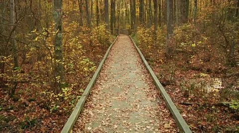 LP-GreatSwamp-A02 Stock Footage 8860716