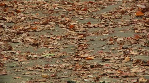 LP-GreatSwamp-A04 Stock Footage 8860757