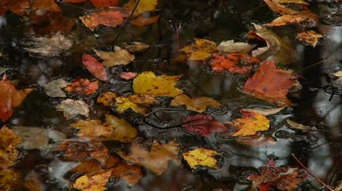 LP-GreatSwamp-A06a Stock-Footage 8860792