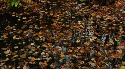 LP-GreatSwamp-A06b Stock Footage 8860767