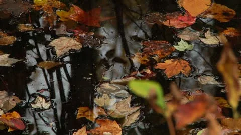 LP-GreatSwamp-A07 Stock Footage 8860777