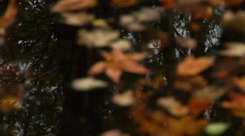 LP-GreatSwamp-A08 Stock Footage 8860868