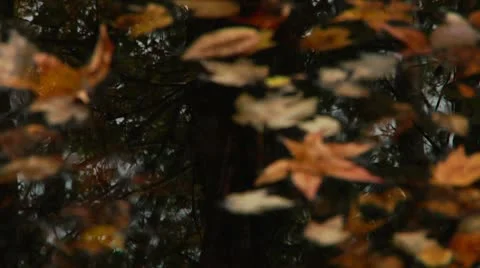 LP-GreatSwamp-A10 스톡 동영상 8860874
