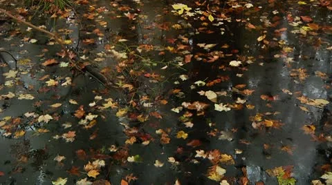 LP-GreatSwamp-A16 Stock Footage 8860879