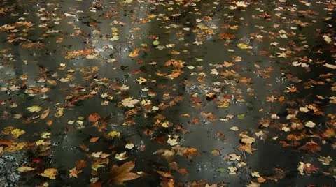 LP-GreatSwamp-A17 Video stock 8860952
