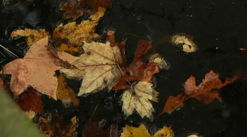 LP-GreatSwamp-A20 Video stock 8860938
