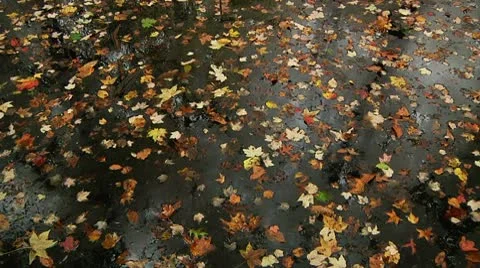 LP-GreatSwamp-A22 Video stock 8860970