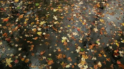 LP-GreatSwamp-A23 Video stock 8860994