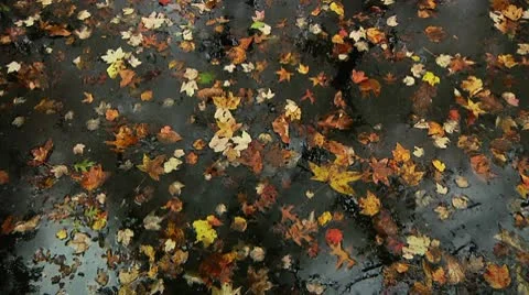 LP-GreatSwamp-A24 Video stock 8860993