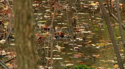 LP-GreatSwamp-A29 Stock-Footage 8860960