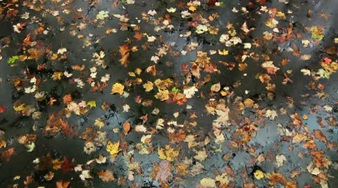 LP-GreatSwamp-A30a Video stock 8861051