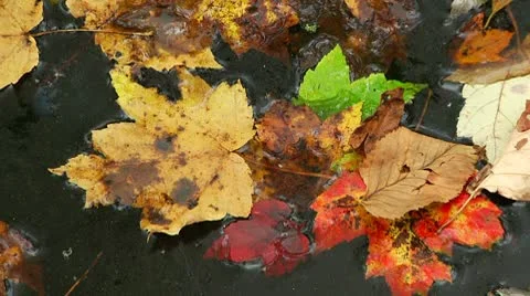 LP-GreatSwamp-A31 Stock Footage 8861145