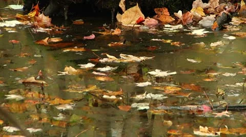 LP-GreatSwamp-A32 Video stock 8861133