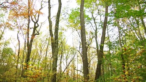 LP-GreatSwamp-A35 Stock Footage 8861104