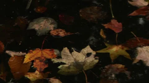 LP-GreatSwamp-A40 Stock Footage 8868450
