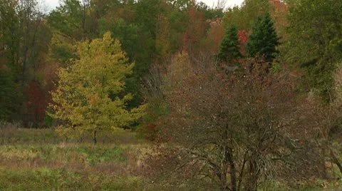 LP-GreatSwamp-A53 Stock Footage 8869187