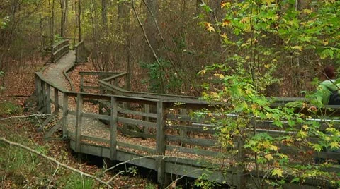 LP-GreatSwamp-A54 Video stock 8869228