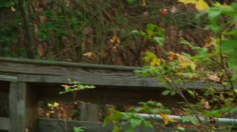 LP-GreatSwamp-A56 Video stock 8866619