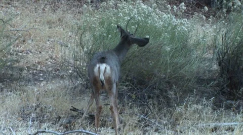 LP Zion 014 Video stock 8515162
