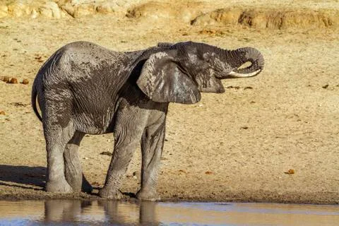 Lphant de savane Stock Photos