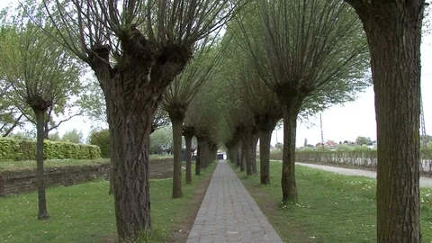LS Leading Lines Trees and Pathway at Langemark War Cemetery in Belgium Stock Footage 98033351