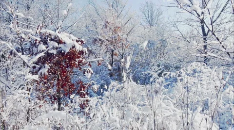 LS red tree and white snow Video stock 1052140