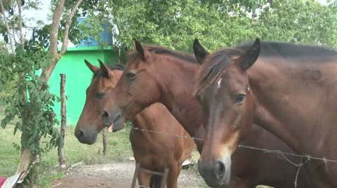 LS Tree Horses Stock Footage 12100912