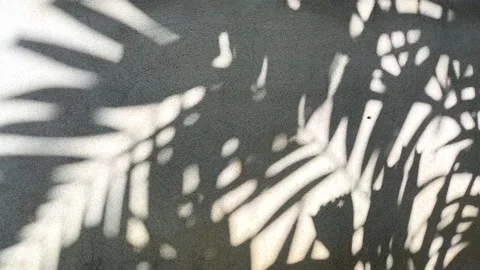 Lsd2 Stock Footage 318376130