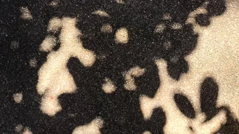 Lsd2 Stock Footage 319806645