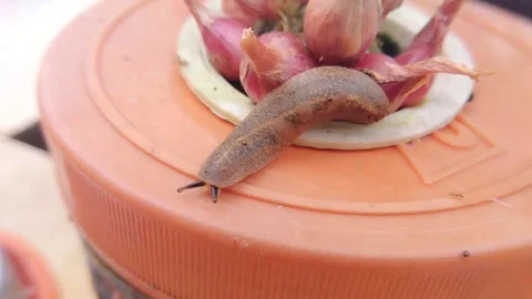 LSlug aka Snail without a shell (Filicaulis bleekeri) which is an exotic species Stock Footage 219303295