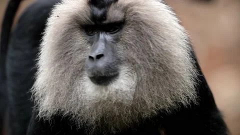 LTM Stock Footage 138992630