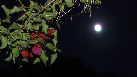 Lua, moon, moolight 스톡 동영상 221358752