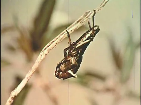 A lubber grasshopper goes through a process called molting a grows wings, in Stock Footage 75410292