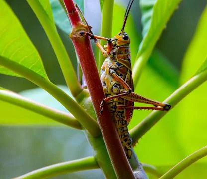 Lubber Grasshopper Foto stock