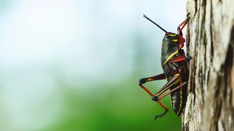 Lubber Grasshopper Poisonous Stock Footage 107947176