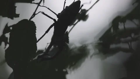 Lucanus cervus Linnaeus beetle on a tree branch in a summer mountain forest Stock Footage 336489102