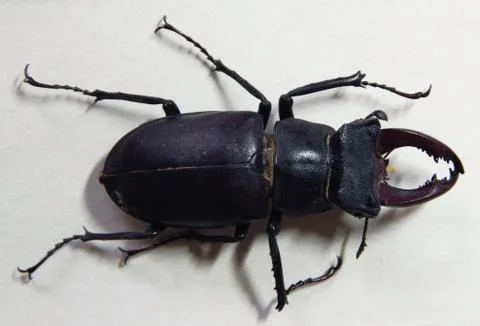 Lucanus cervus Fotos de archivo