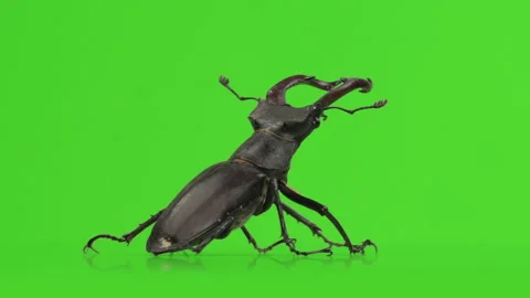 Lucanus cervus, stag beetle on green screen. Close up, macro bug 스톡 동영상 158643359