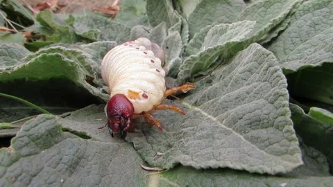 Lucanus cervus A stag beetle larva on a green leaf close-up Video stock 287623763
