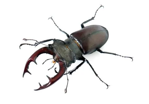 Lucanus cervus in studio Stock Photos