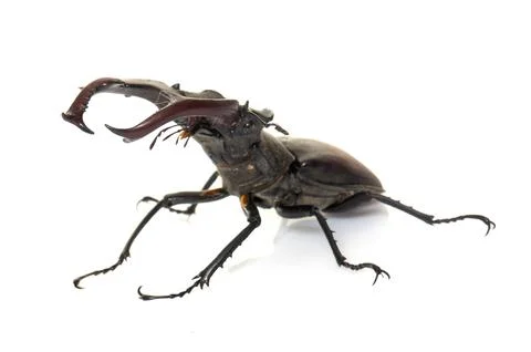Lucanus cervus in studio 스톡 사진